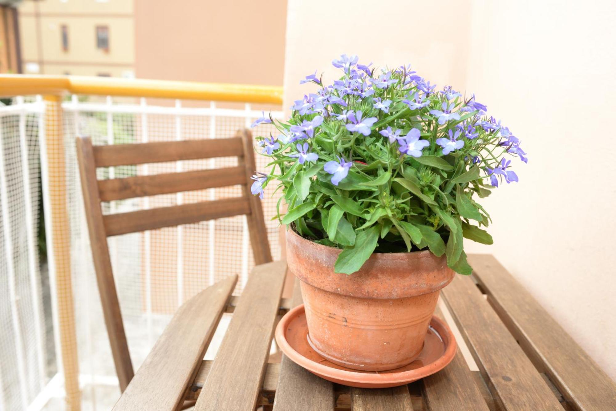 Appartement Locazione Turistica Di Carlo *
